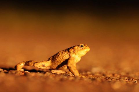 Crapaud commun © Ludovic Jouve