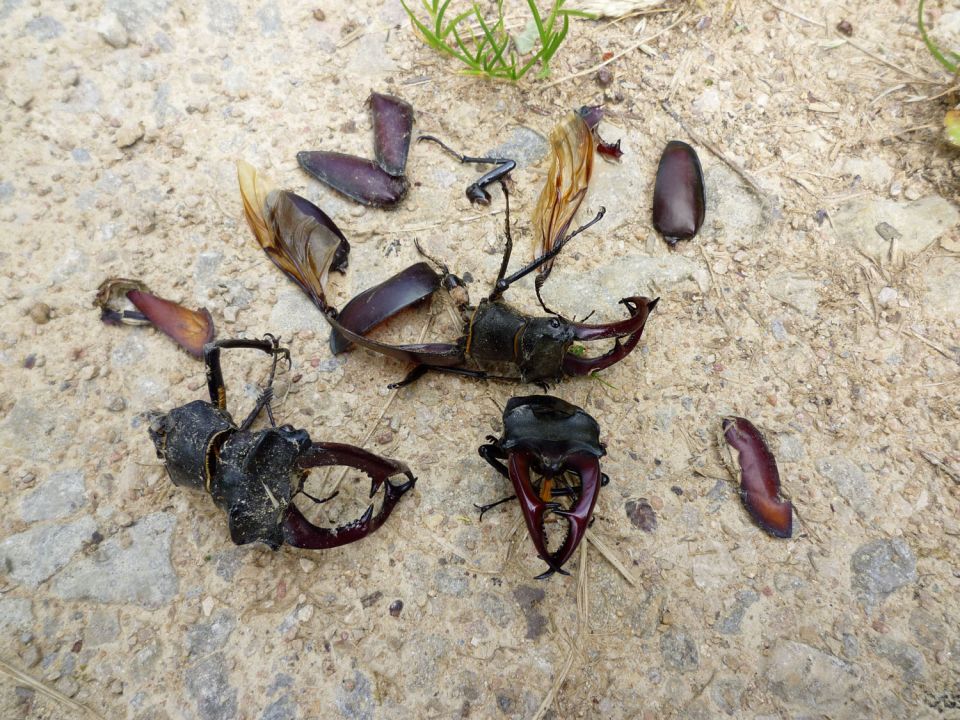 Lucane Mandibules m&acirc;le &copy; K. SANSON