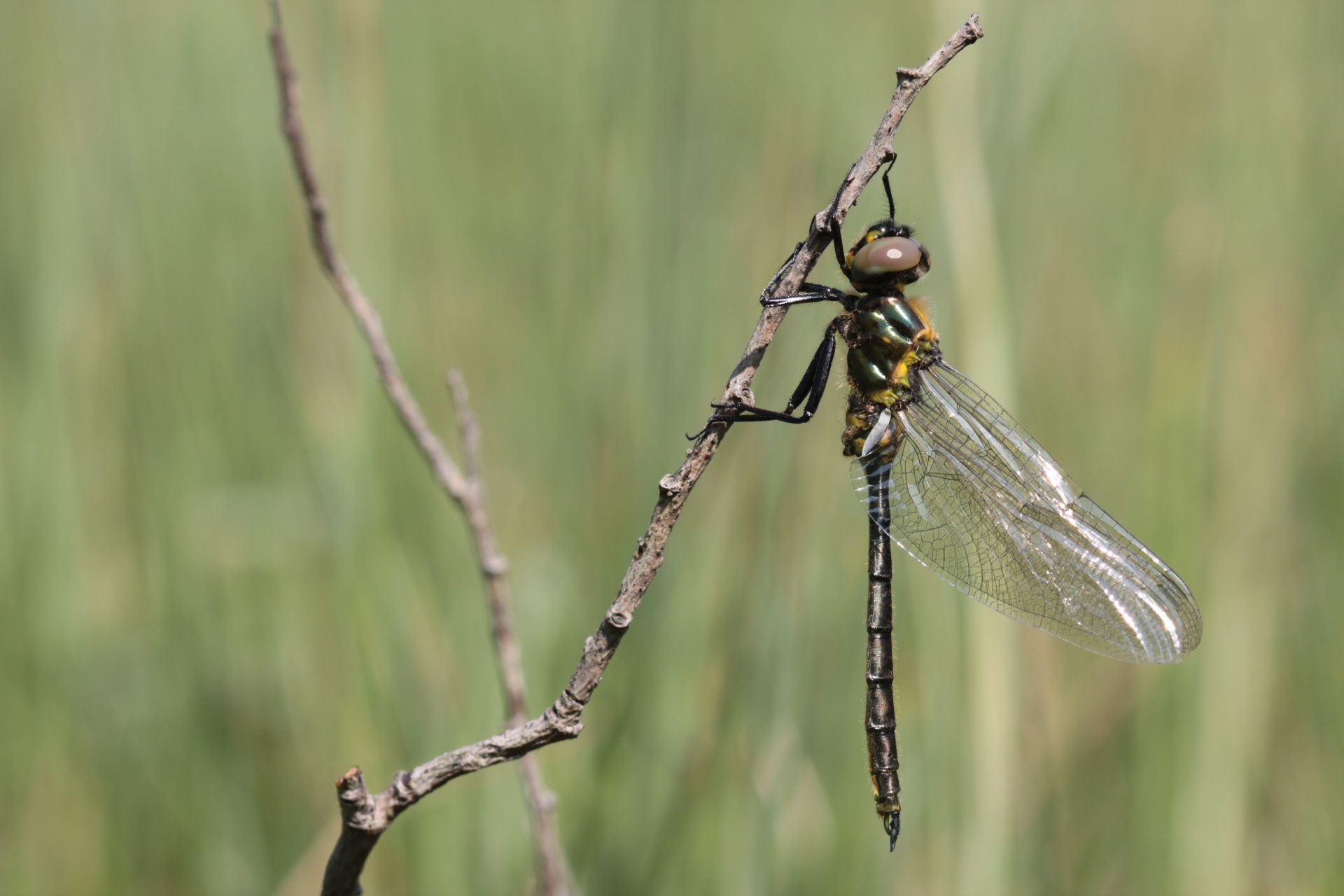 Cordulie arctique (Somatochlora arctica) © A. RUFFONI