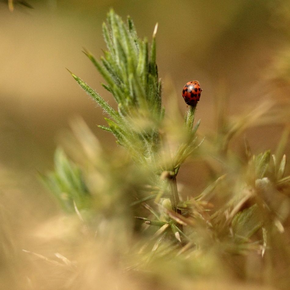 Subcoccinella vigintiquatuorpunctata &copy; CARNET M. 
