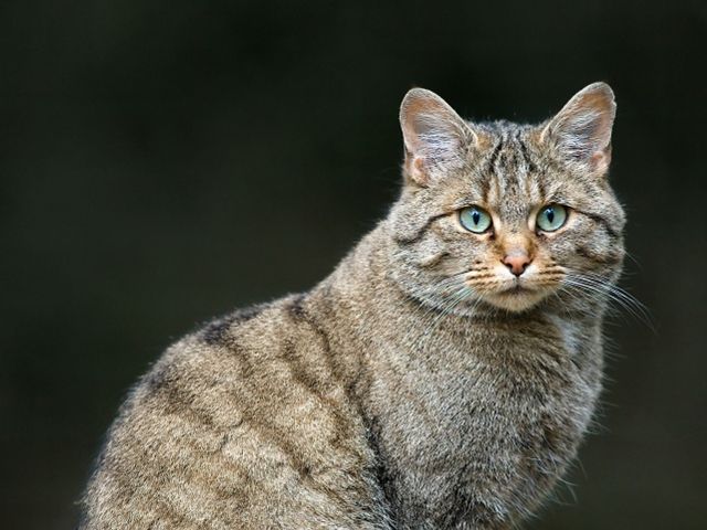 <center>&copy; Luc Viatour</center>