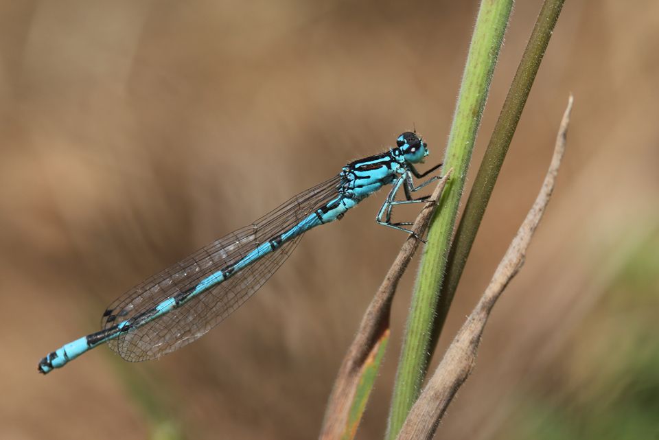 M&acirc;le d&rsquo;Agrion orn&eacute; &copy; Alexandre Ruffoni
