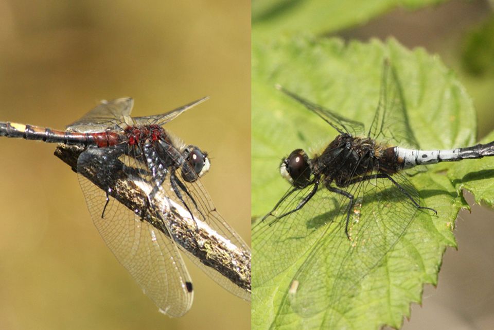 Esp&egrave;ces cibles : L. pectoralis (&agrave; gauche), L. caudalis (&agrave; droite) &copy; Alexandre Ruffoni