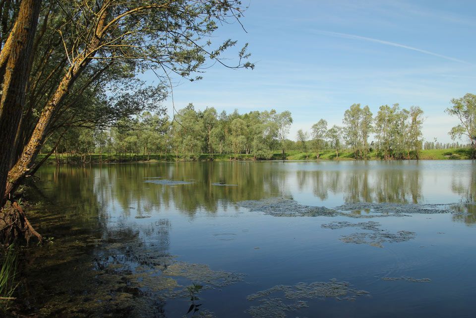 Gravi&egrave;re de l&rsquo;Yonne, pr&eacute;sence de L. caudalis &copy; Alexandre Ruffoni