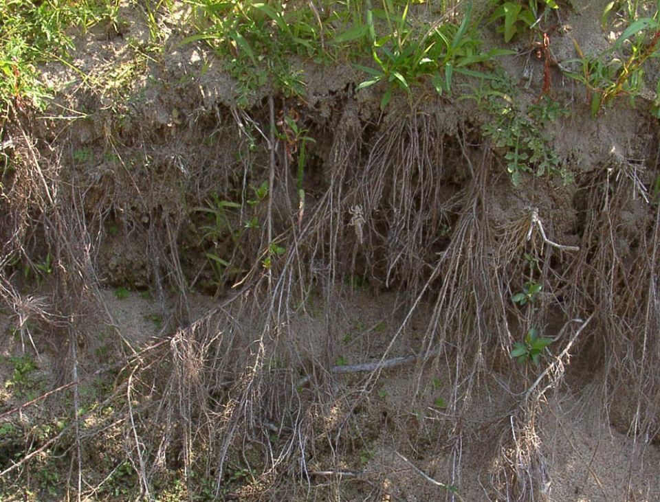 Biotope d&rsquo;&eacute;mergence du Gomphe &agrave; pattes jaunes &copy; Nicolas Varanguin