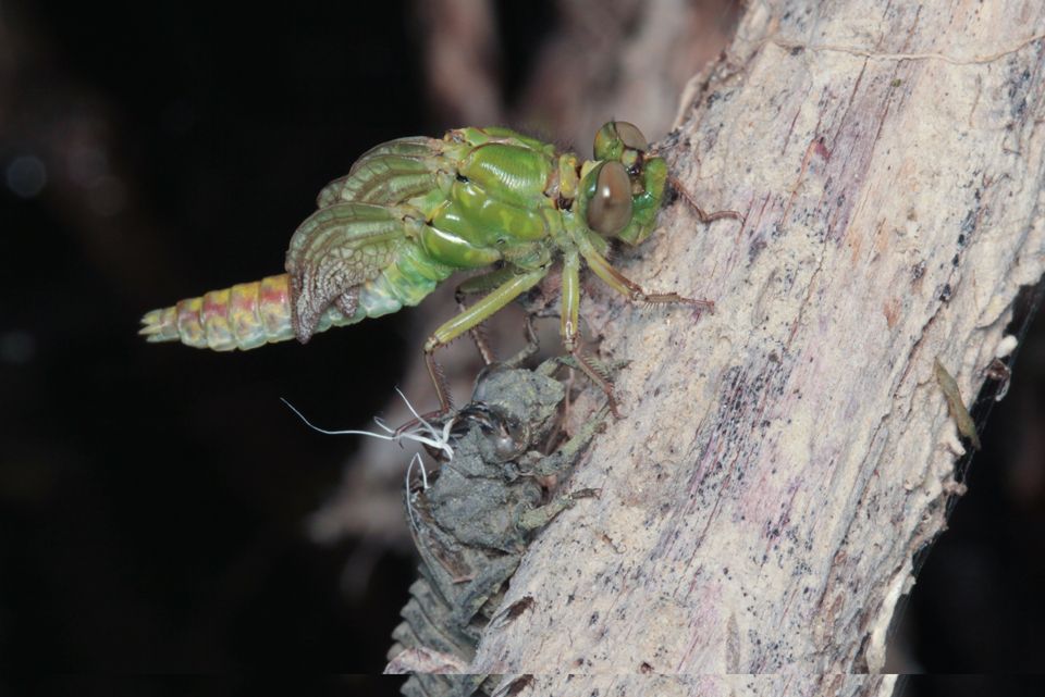 Emergence d&rsquo;Ophiogomphus cecilia &copy; Alexandre Ruffoni