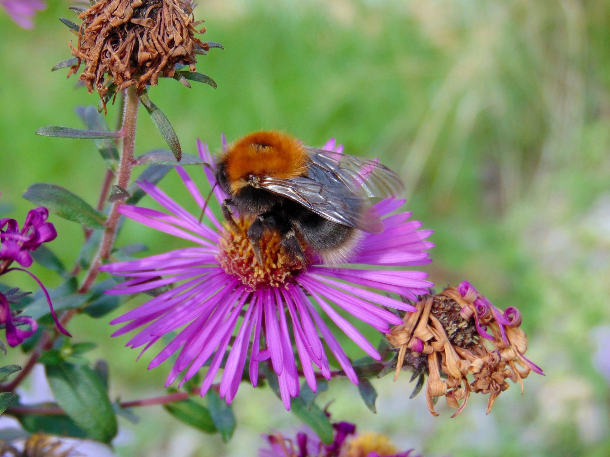 Bombus hypnorum | N. PEGON