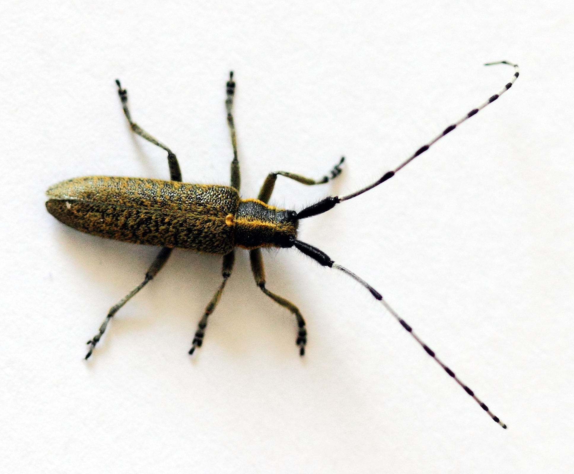 Agapanthia villosoviridescens &middot; M. CARNET &middot; SHNA-OFAB