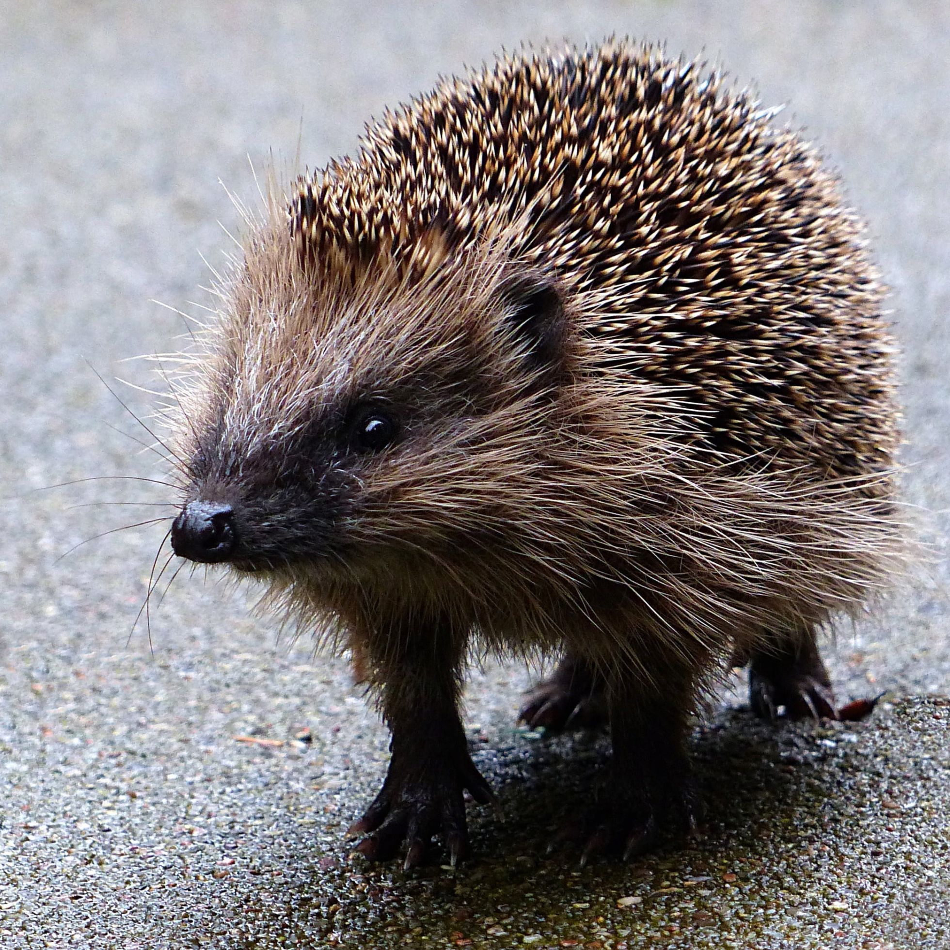 H&eacute;risson d'Europe &copy; Christiane &middot; Oldiefan &middot; Pixabay