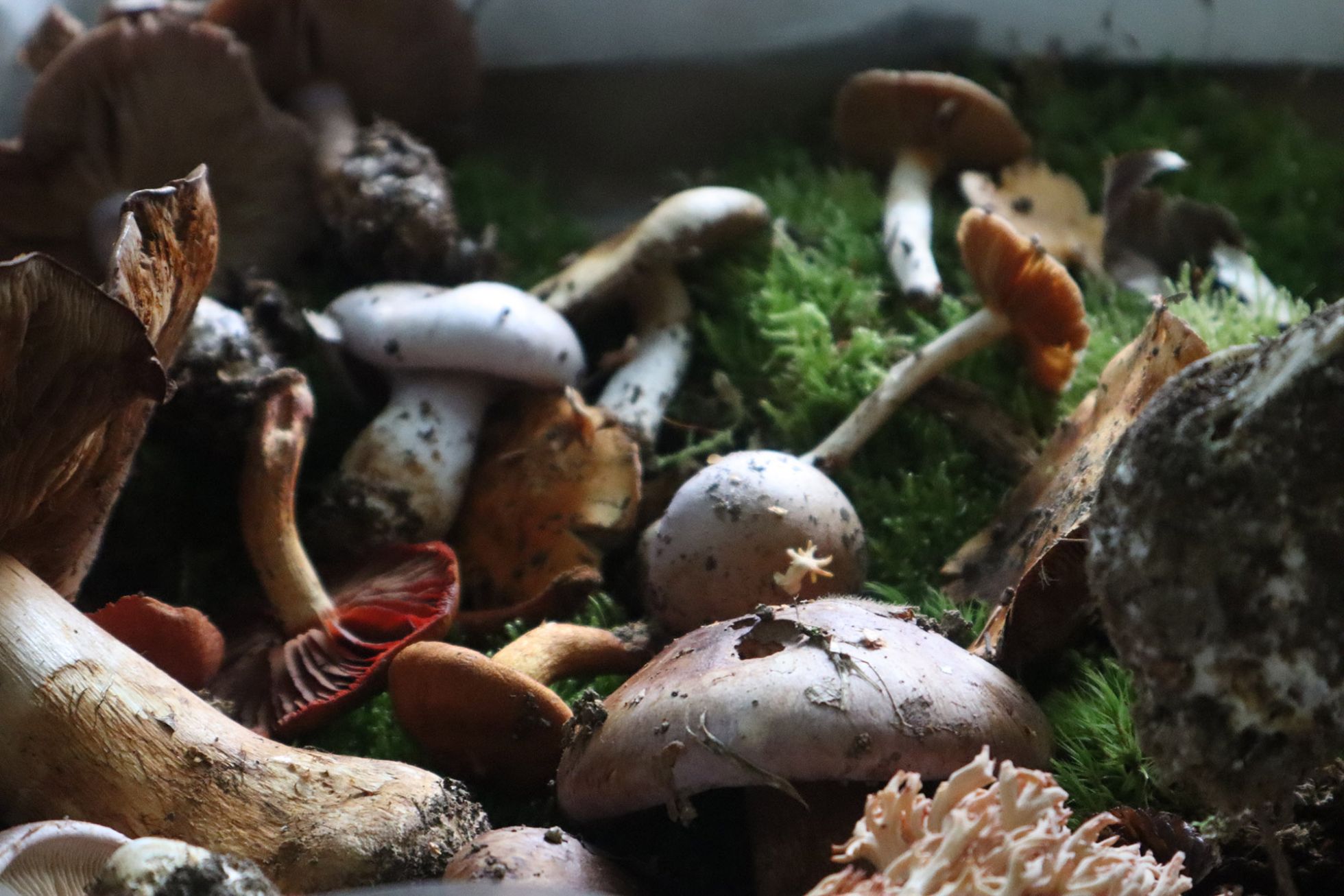 © Guillaume Léchenet