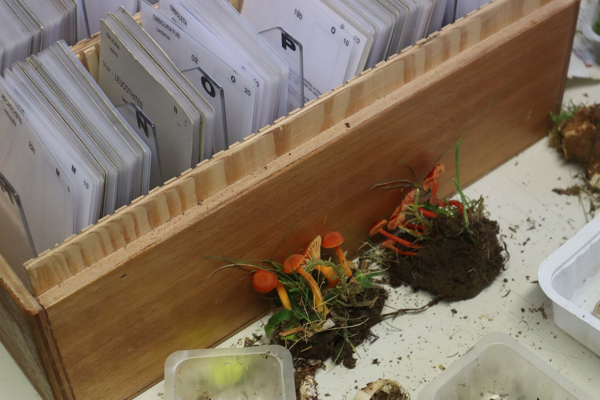 © Guillaume Léchenet