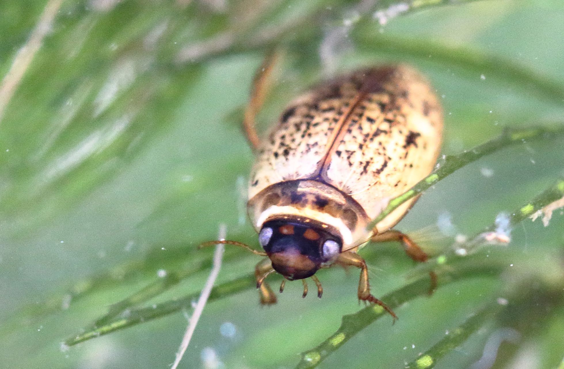 Agabus nebulosus Mathurin CARNET 