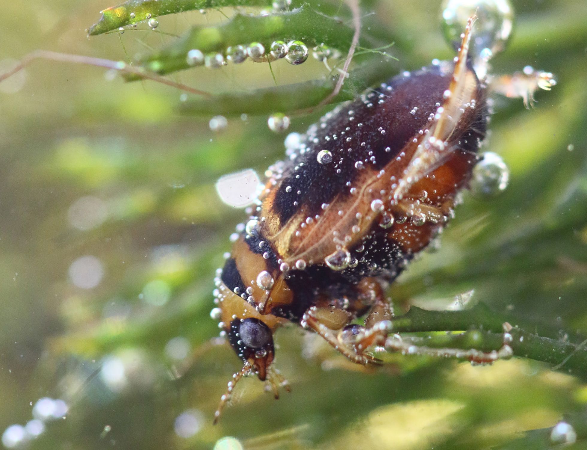 Hygrobia hermani Mathurin CARNET