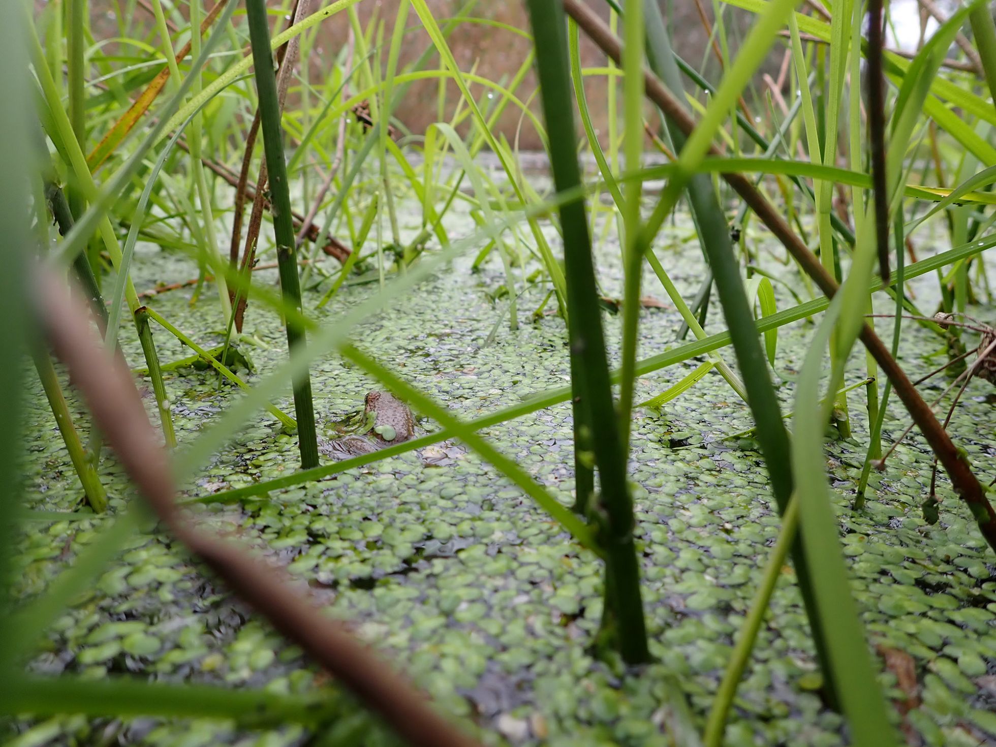 © Mathurin Carnet SHNA