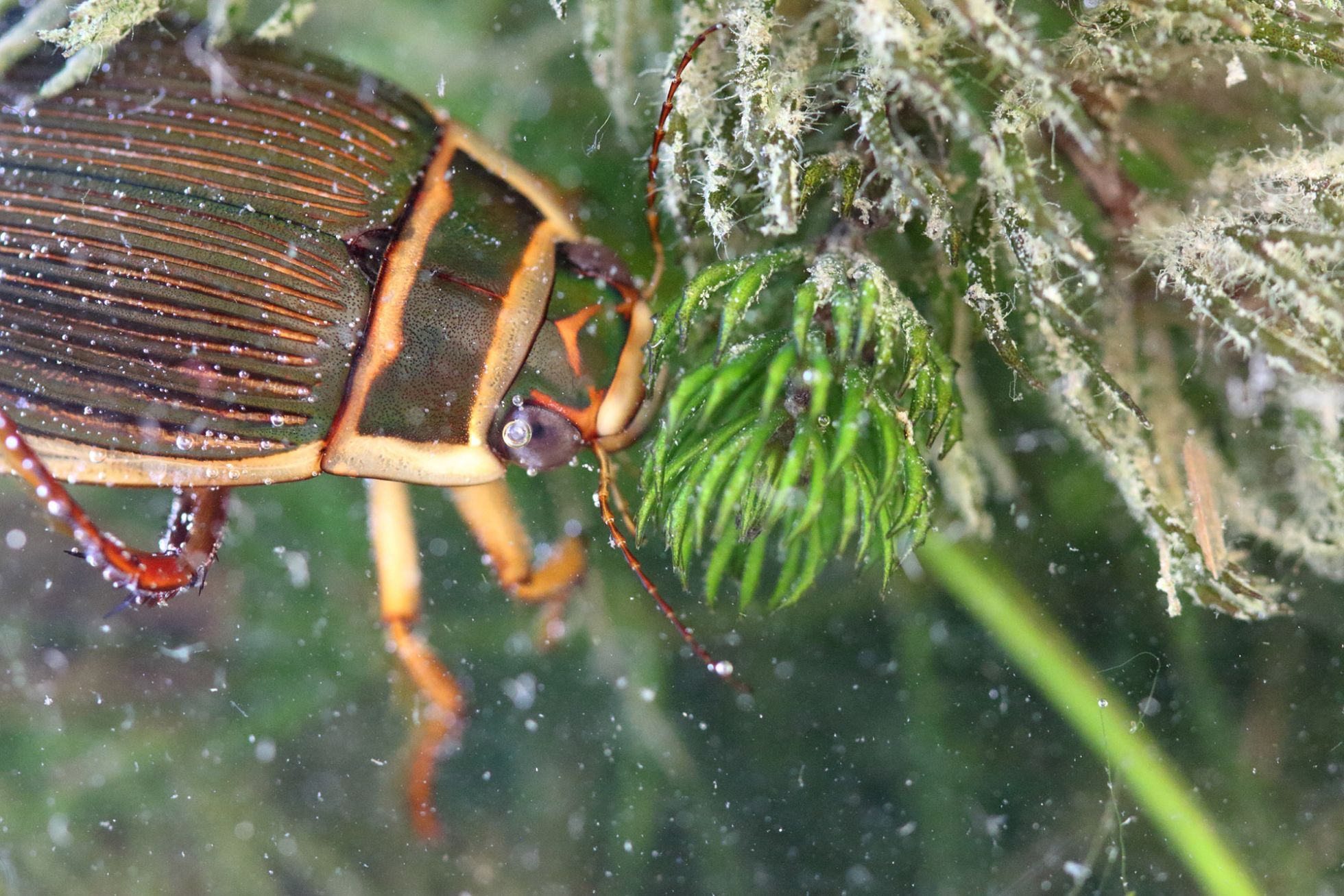 Dytiscus marginalis © Mathurin Carnet SHNA