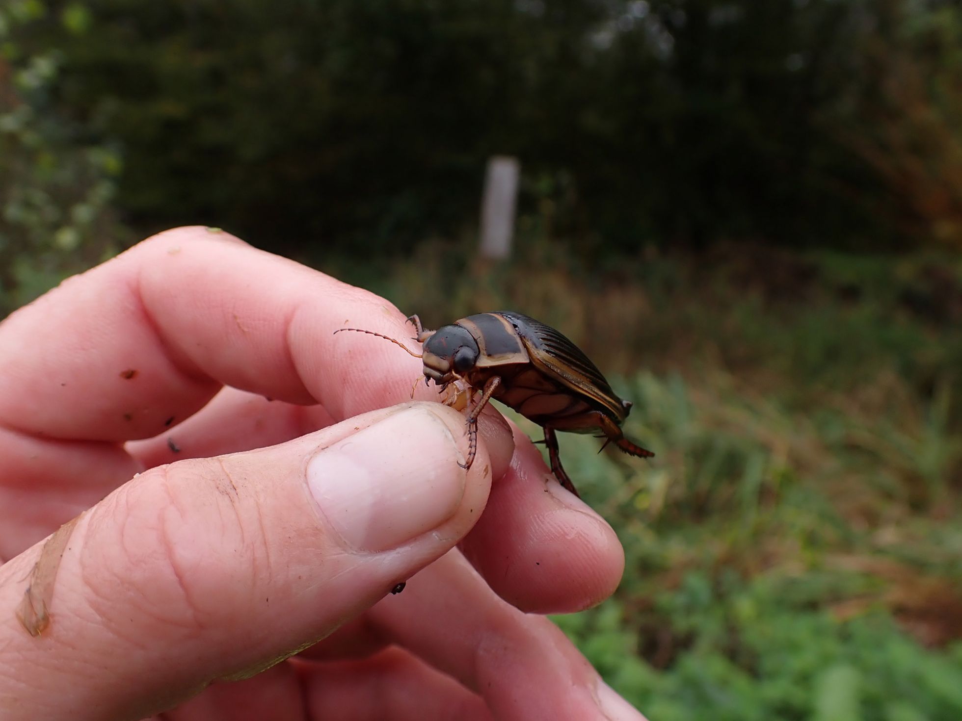 © Mathurin Carnet SHNA