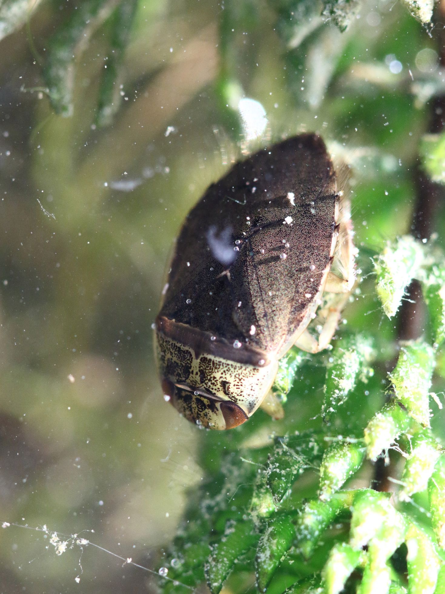 Ilyocoris cimicoides ©Mathurin Carnet