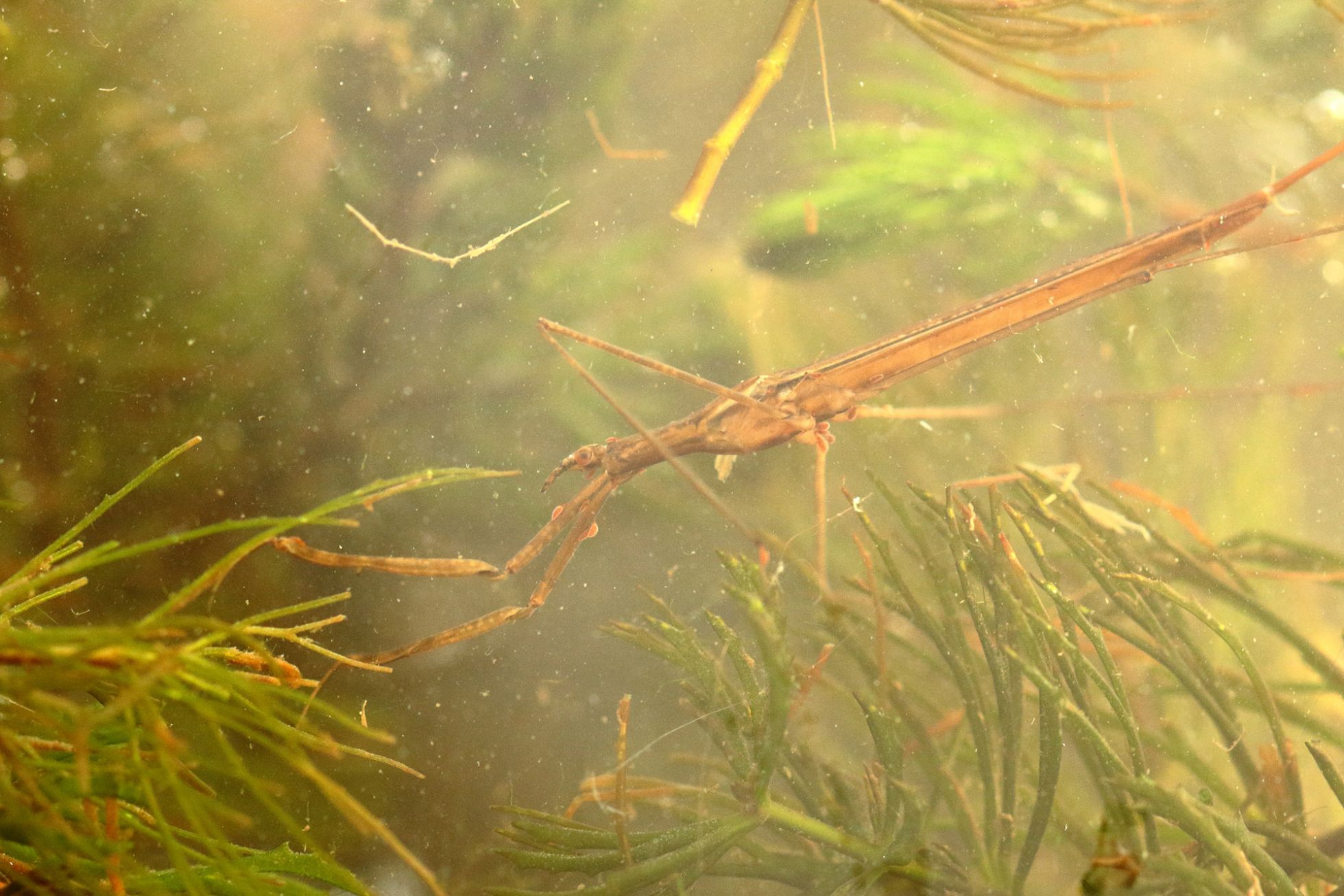 Ranatra linearis© Mathurin Carnet