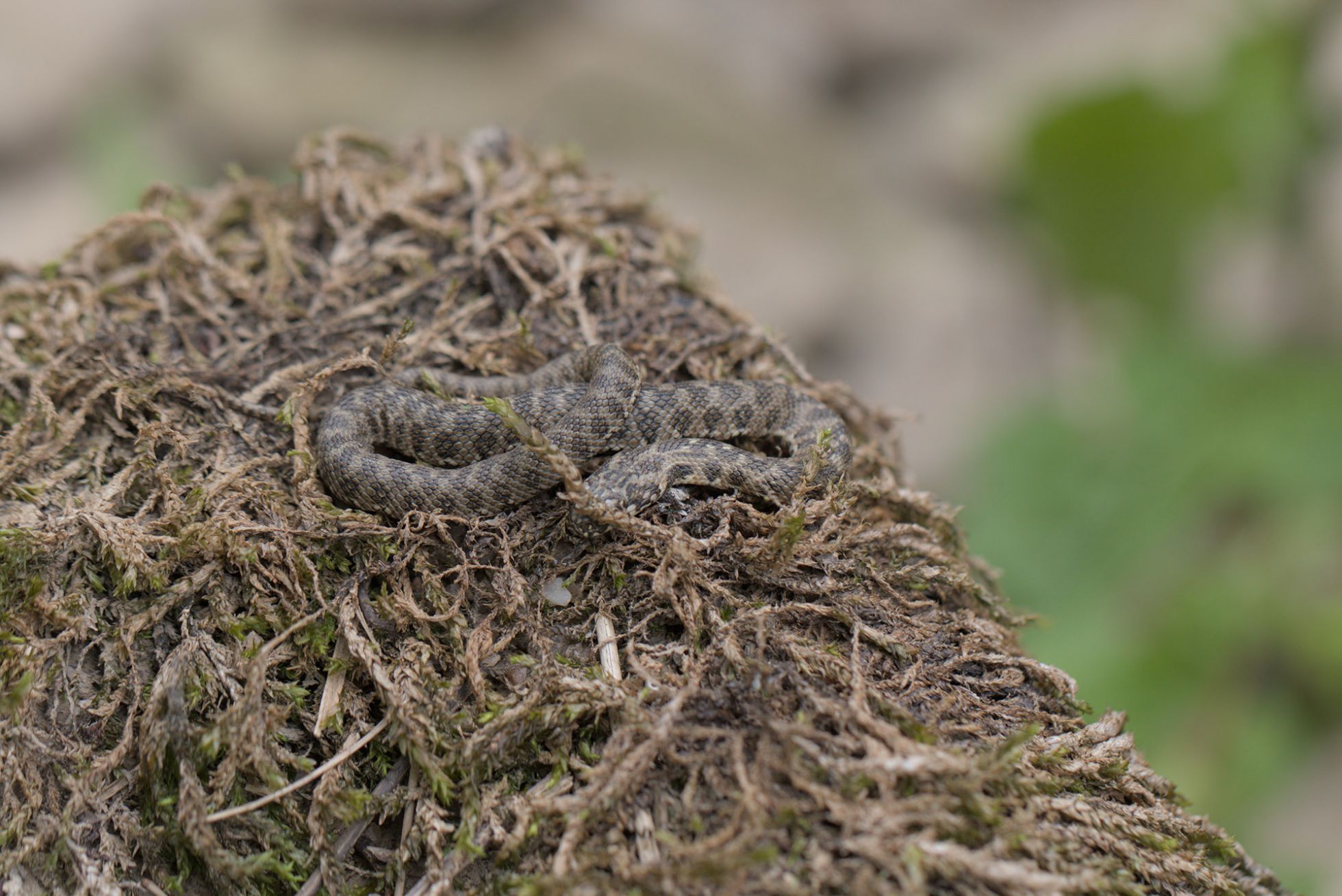 © Jérémy Lefèvre