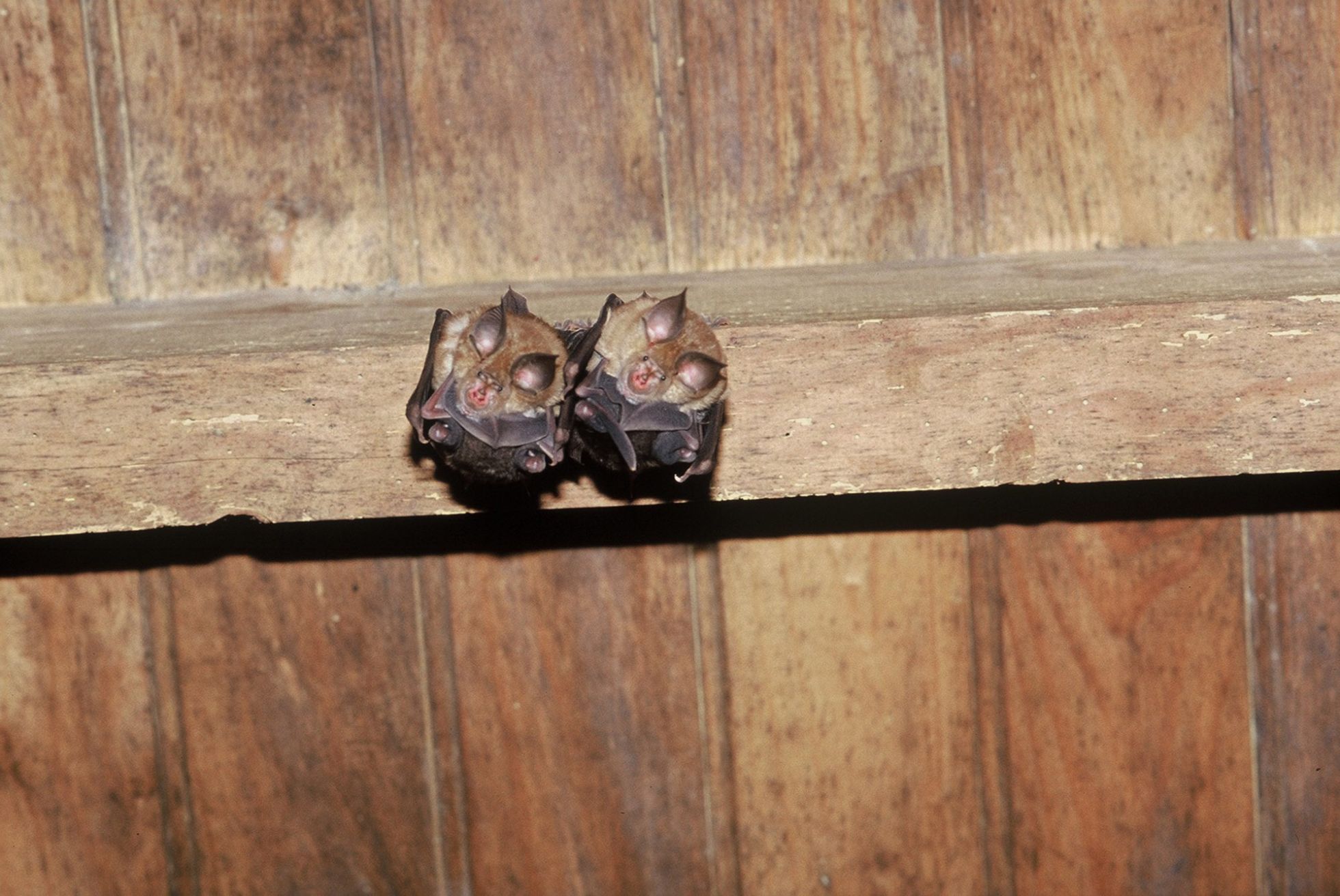 © Daniel Sirugue SHNA-OFAB