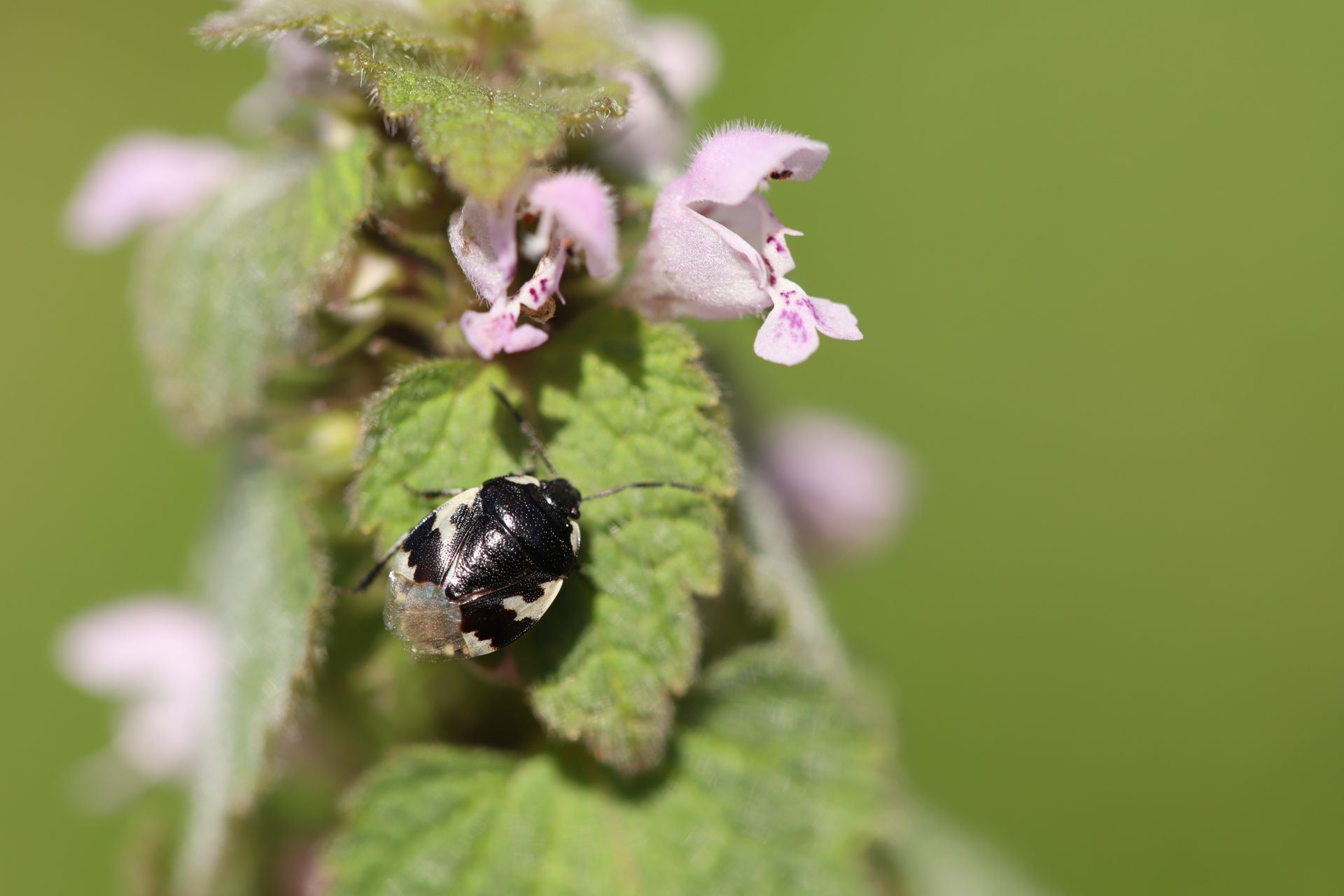 <i>Tritomegas bicolor</i>  &copy; Ennaloël Mateo-Espada