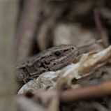 Lézard Vivipare @Jérémy Lefevre · SHNA-OFAB