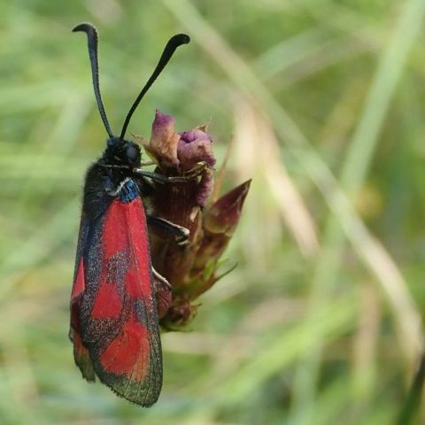 Zygène de la Faucille @© Quentin Barbotte