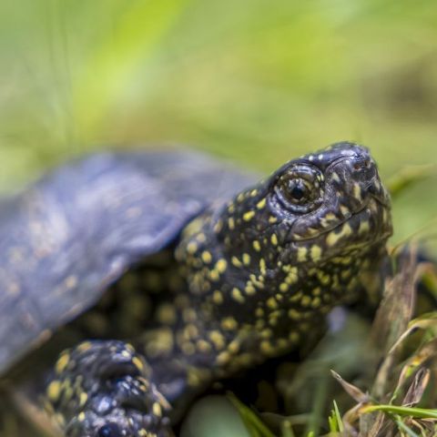 Cistude d'Europe @Sylvie Augendre