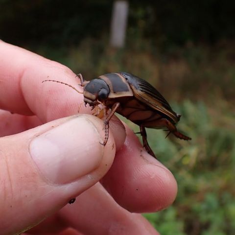 Dytiscus marginalis @©Mathurin Carnet SHNA