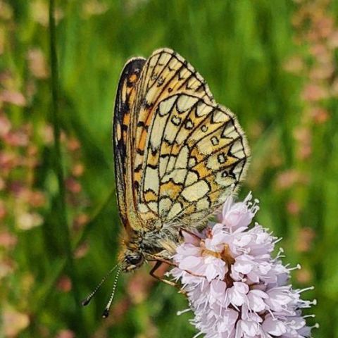 Boloria eunomia @© Ivan Jaubertie SHNA