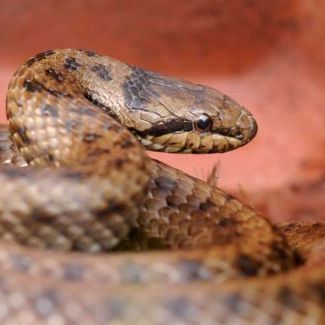 Coronelle lisse @Ludovic Jouve