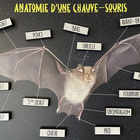  @© Gaëtan Molé SHNA