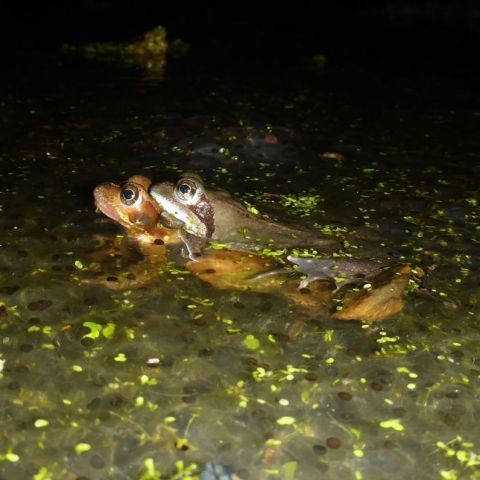  @© Éva Garcia SHNA