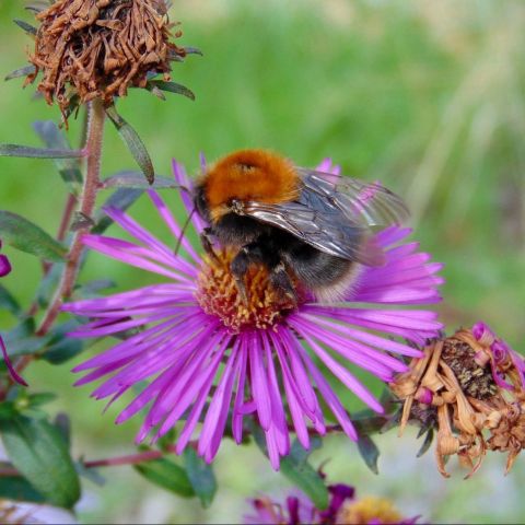 Bombus hypnorum @Nathalie Pégon