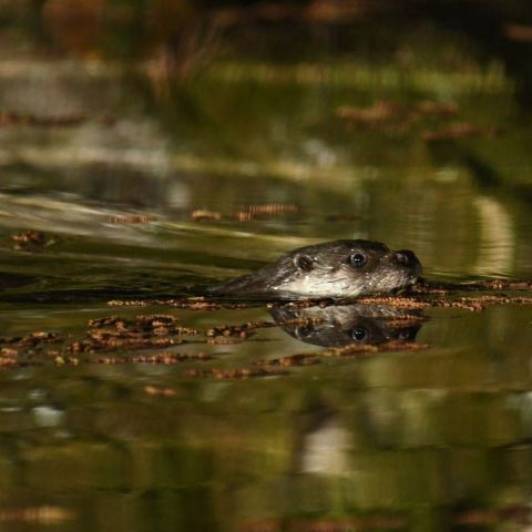  @© Daniel Sirugue SHNA-OFAB