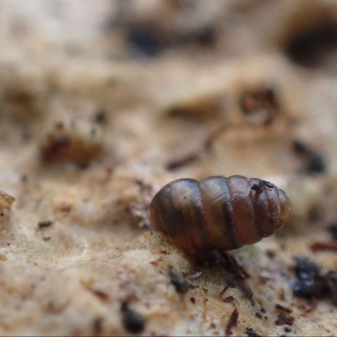 Lauria cylindracea @© Magdalena Brugger SHNA-OFAB