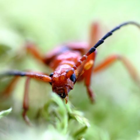  @© Mathurin Carnet SHNA