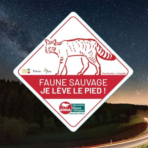  @©Evgeni Tcherkasski de Pixabay