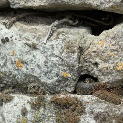 Natrix maura @Jérémy Lefevre