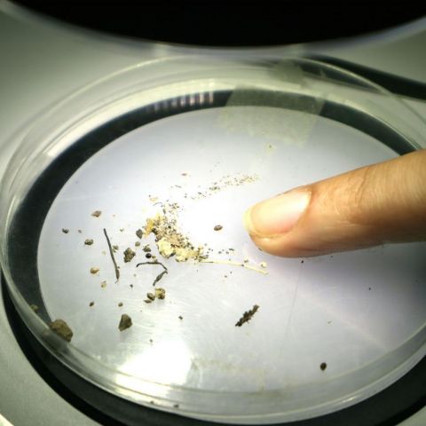  @© Guillaume Léchenet SHNA-OFAB