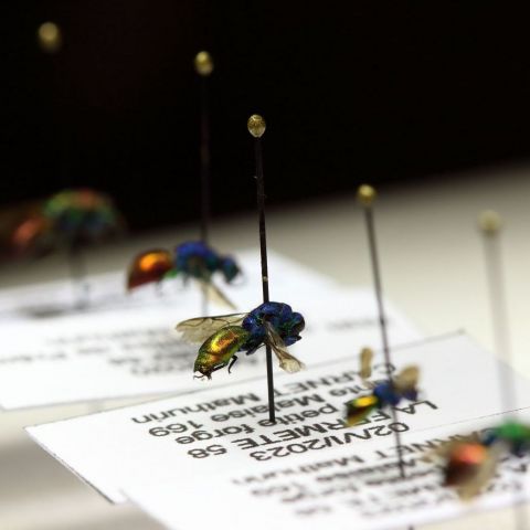  @© Mathurin Carnet SHNA-OFAB