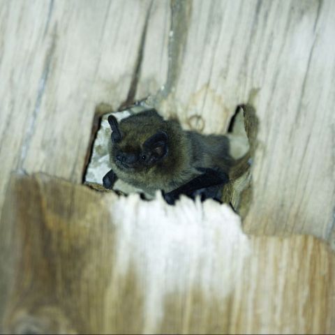 Pipistelle sp. @Thomas Tricone