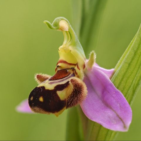  @Gilles Saint Martin