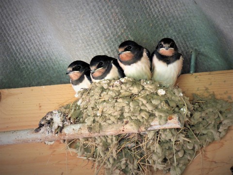 4 jeunes prêts à l'envol