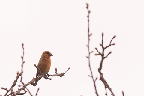 Bec-Croisé des sapins mâle (Loxia curvirostra) - Saint-Brisson (58)