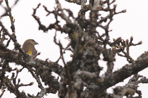 Bec-croisé des sapins femelle (Loxia curvirostra) - Saint-Brisson (58)