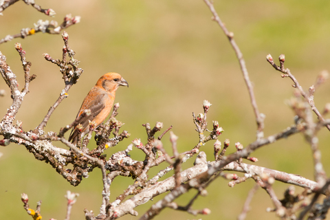 Bec-Croisé des sapins mâle (Loxia curvirostra) - Saint-Brisson (58)