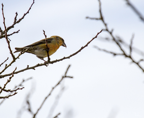 Bec-croisé des sapins - Loxia curvirostra