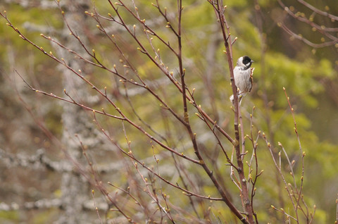 Bruant des roseaux - Emberiza schoeniclus