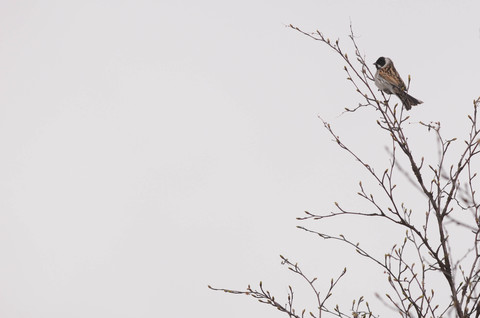 Bruant des roseaux - Emberiza schoeniclus